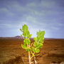 African farming
