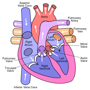 Diagram of the human heart I stole this from Wikipedia