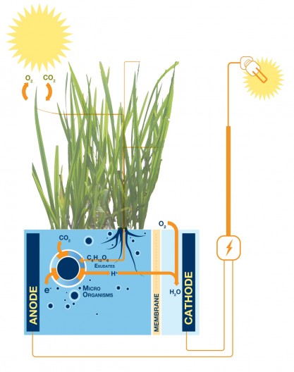 Plant microbial fuel cell